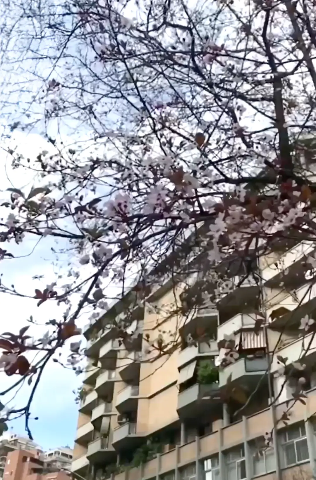 Albero in fiore - Porta Portese - Trastevere - Roma