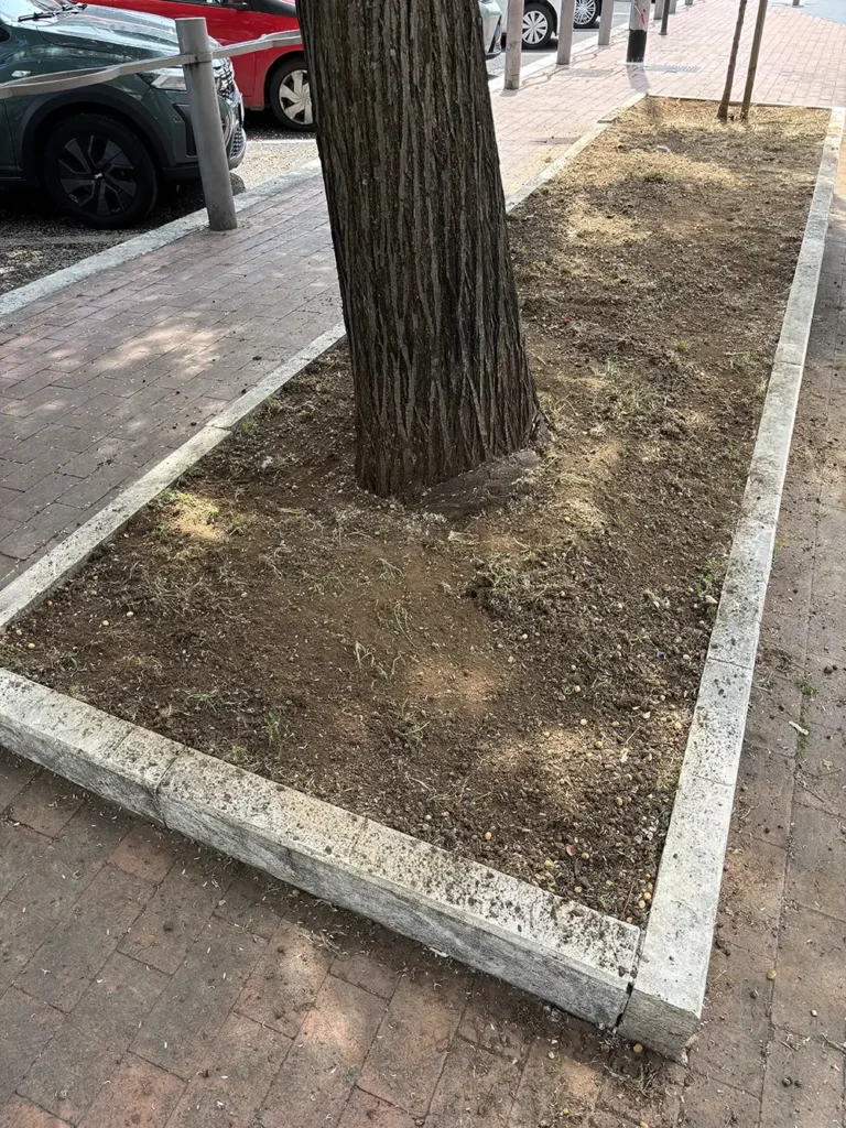9 maggio 2026 Roma Cura Roma - pulizia piazza aiuole alberi Piazza Margherita Hack, largo Ettore Rolli, Porta Portese, Trastevere, Roma