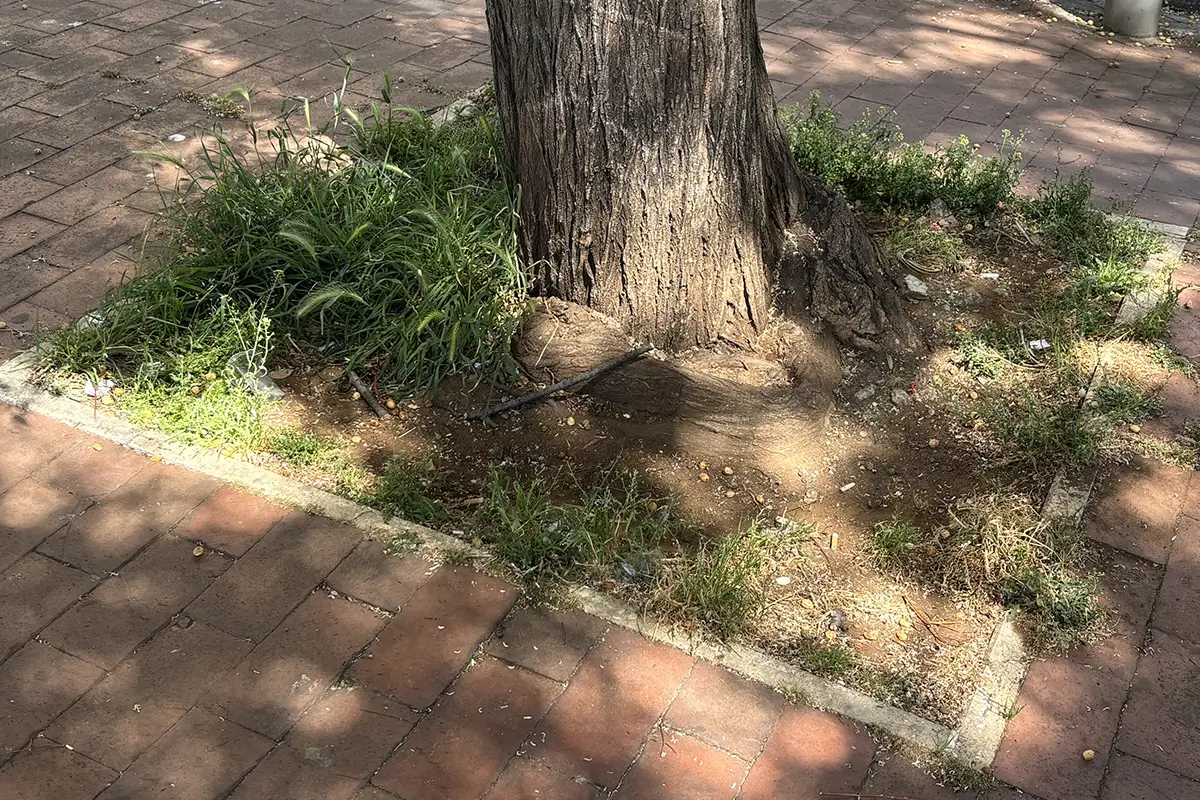 Pulizia Piazza Margherita Hack - Largo Ettore Rolli - Giardino Fernanda Gattinoni - Porta Portese - Trastevere - Roma Cura Roma 9 Maggio 2026